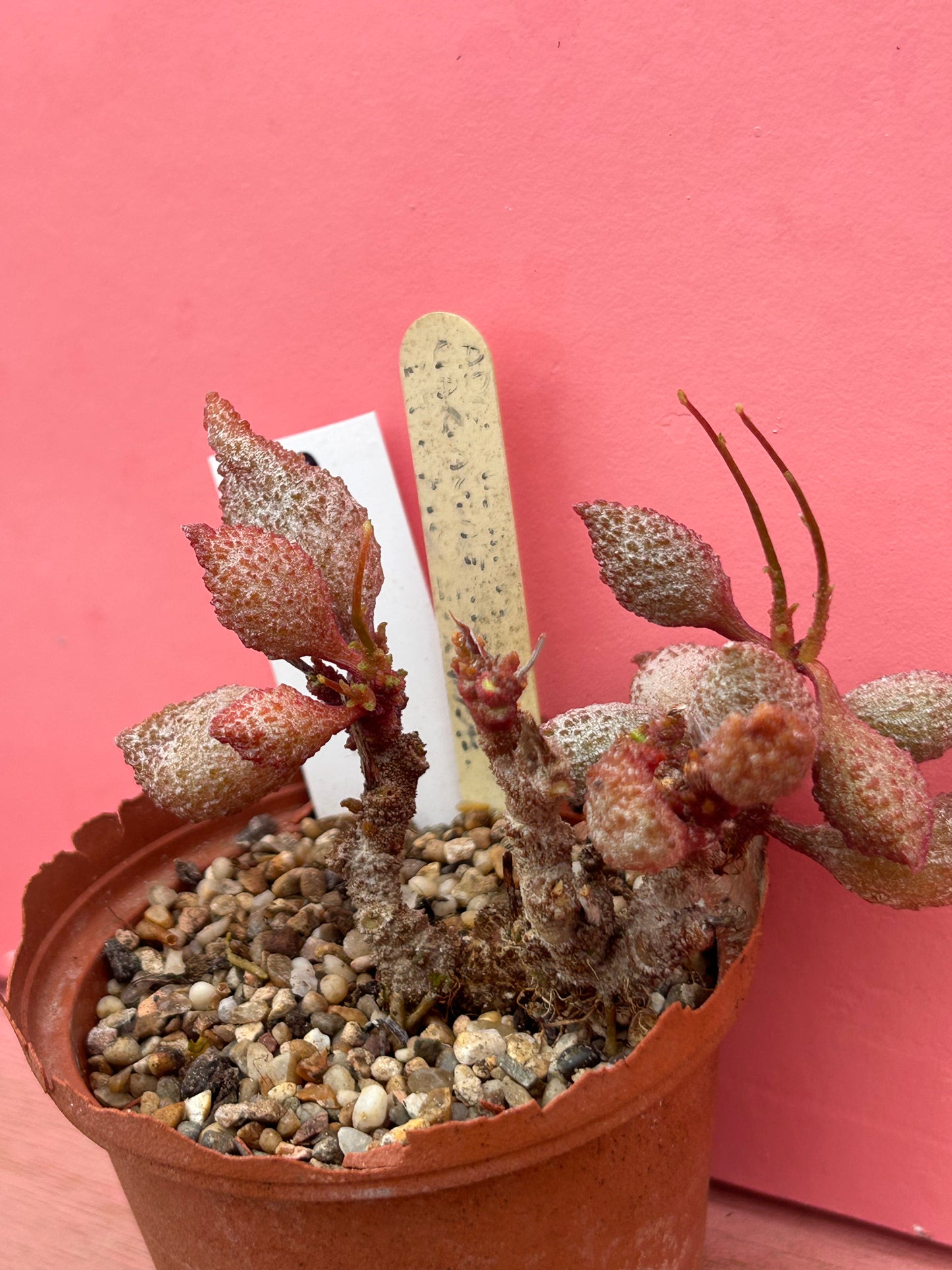 Adromischus marianiae (670)