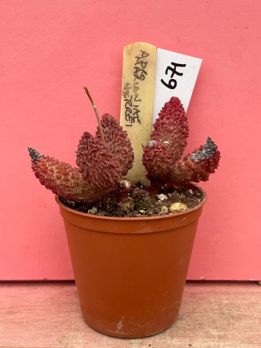 Adromischus marianiae herrei (671)