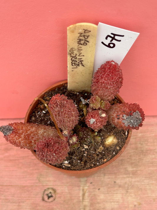 Adromischus marianiae herrei (671)