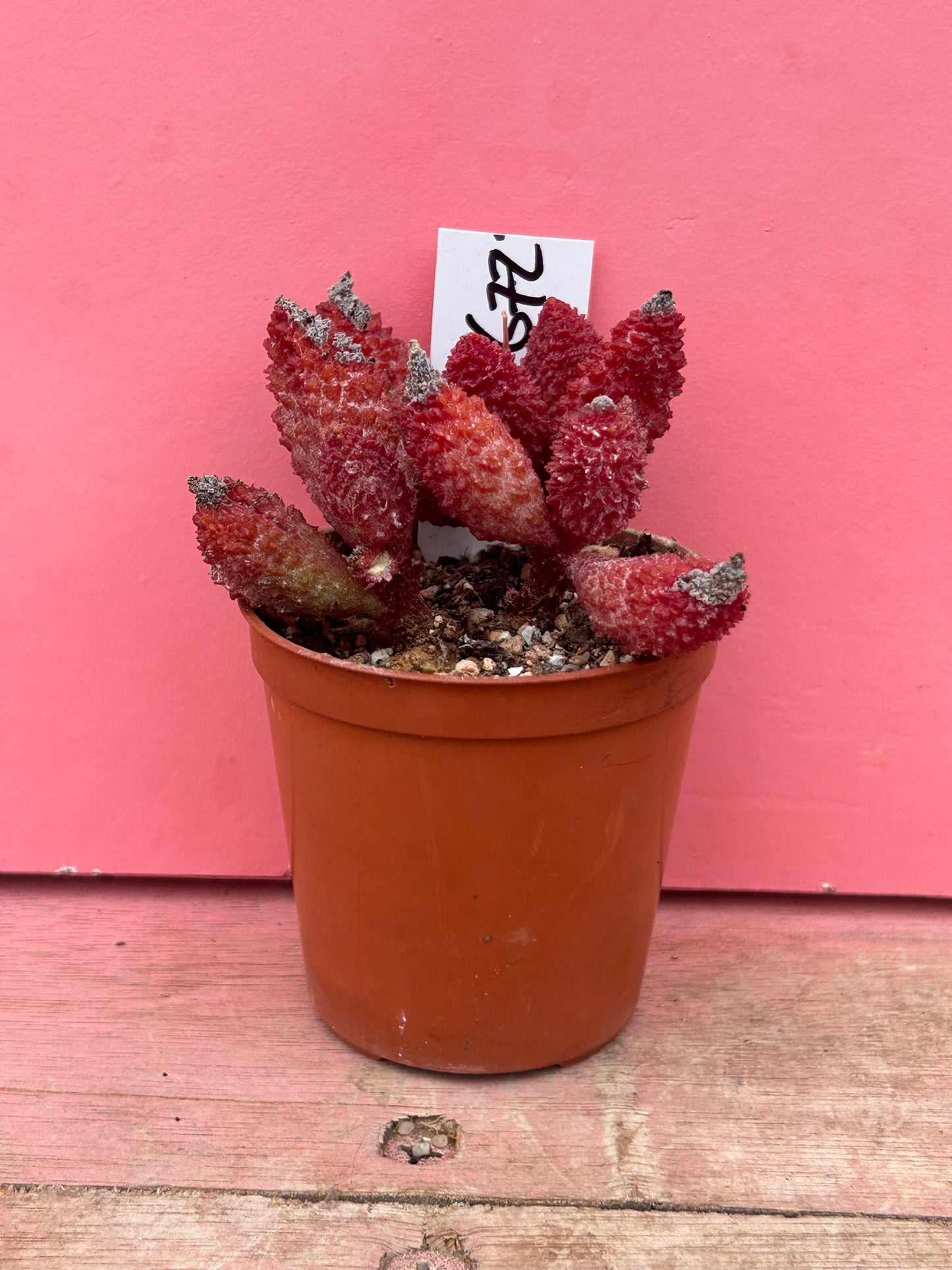 Adromischus marianiae herrei (672)