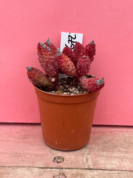 Adromischus marianiae herrei (672)