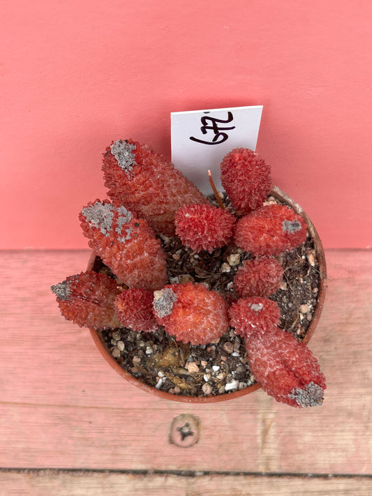 Adromischus marianiae herrei (672)