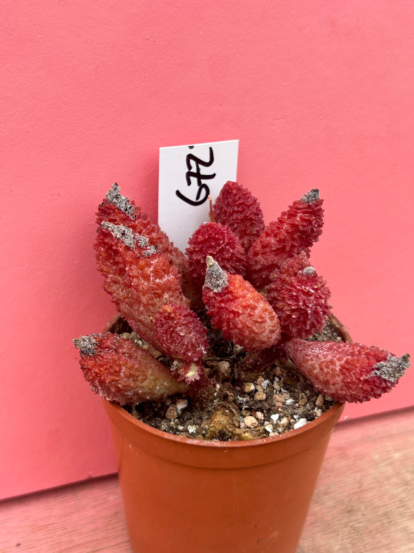 Adromischus marianiae herrei (672)