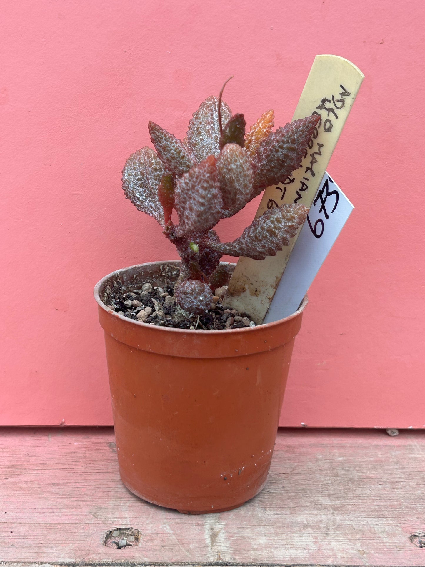 Adromischus marianiae herrei (673)