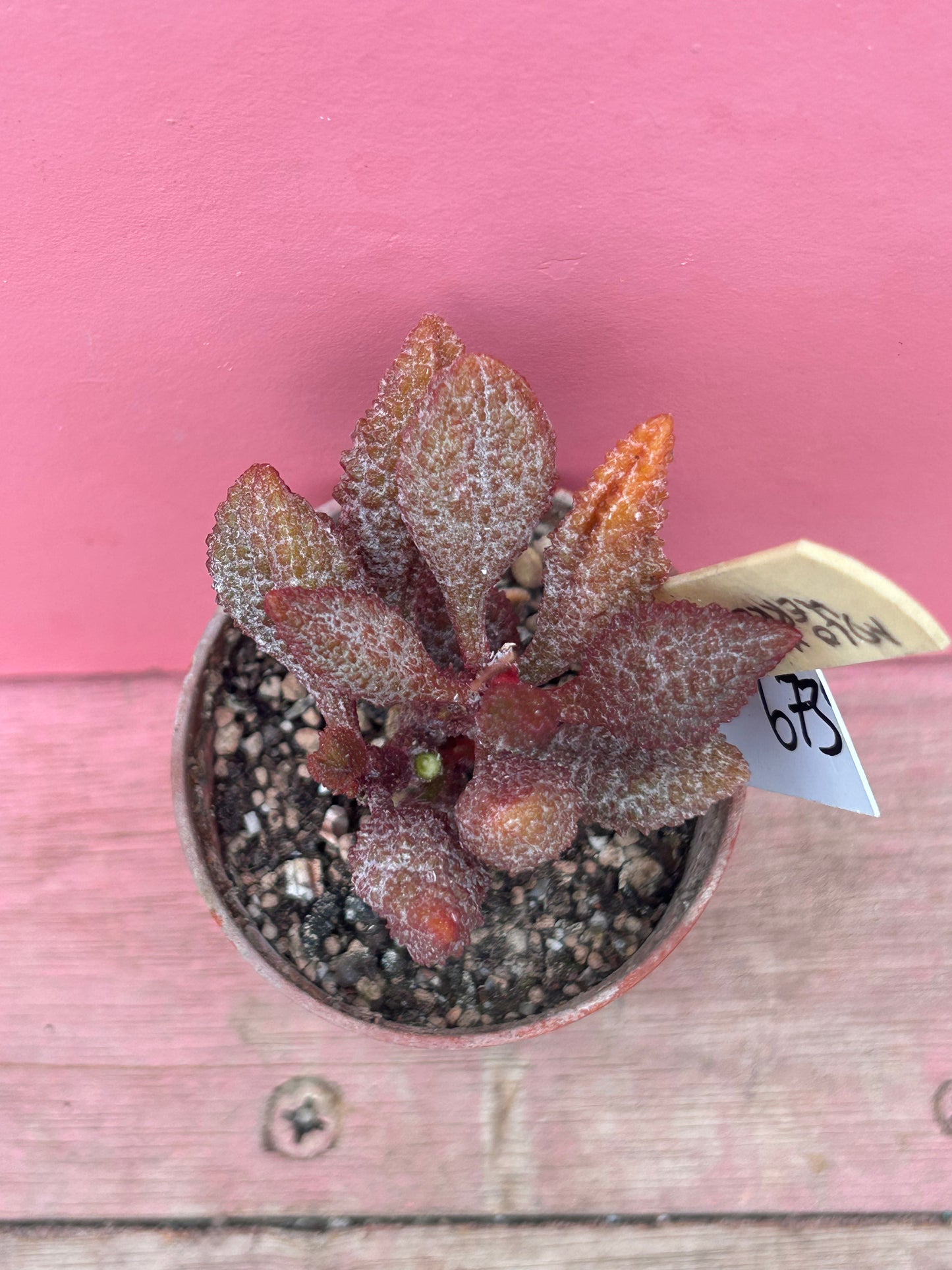 Adromischus marianiae herrei (673)