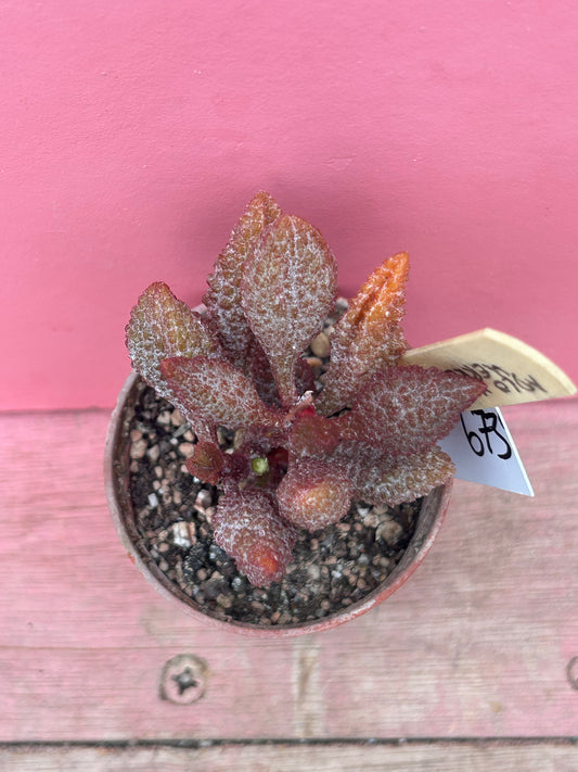 Adromischus marianiae herrei (673)
