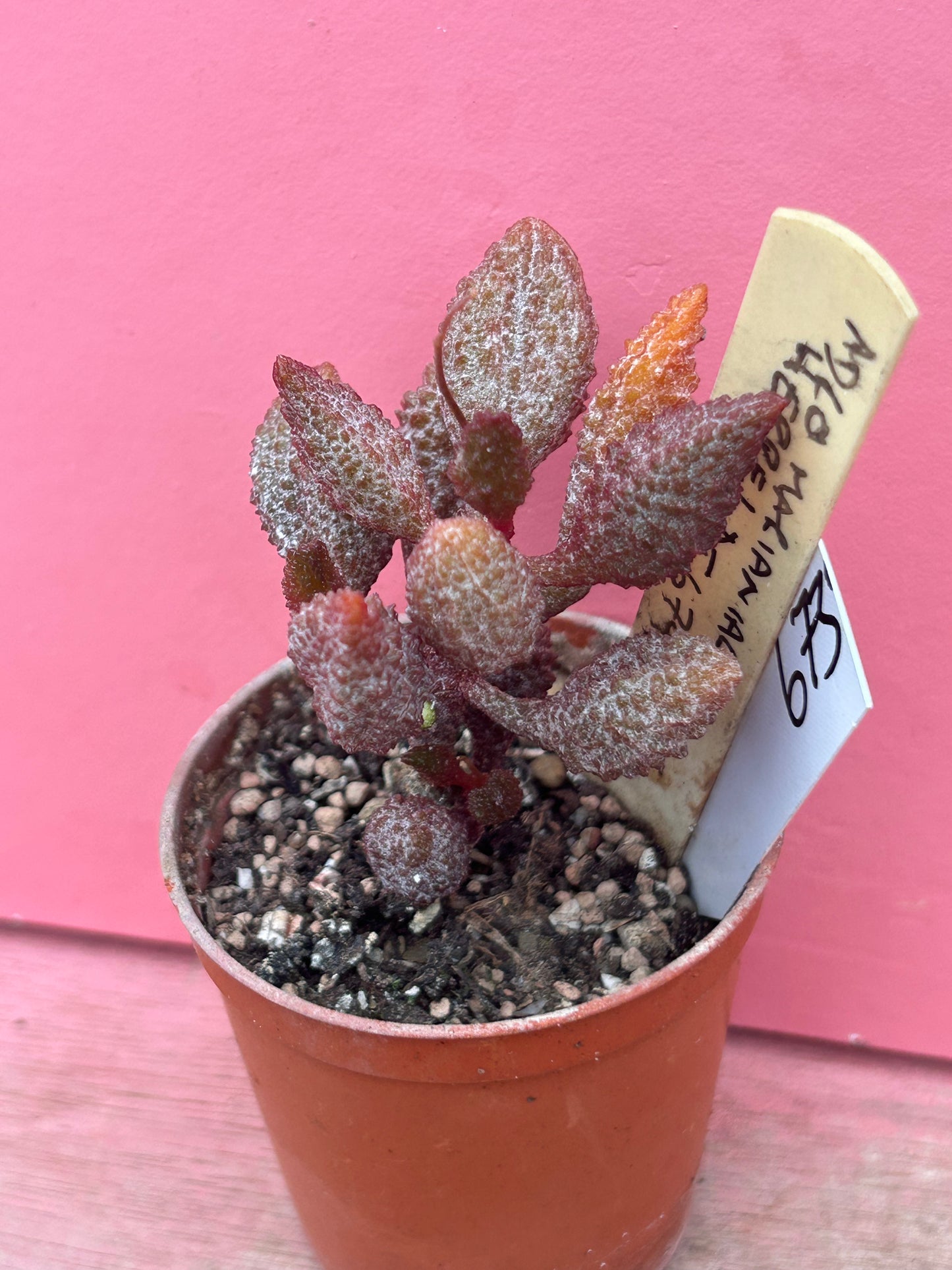 Adromischus marianiae herrei (673)