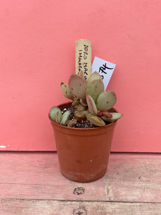 Adromischus marianiae immaculatus (674)