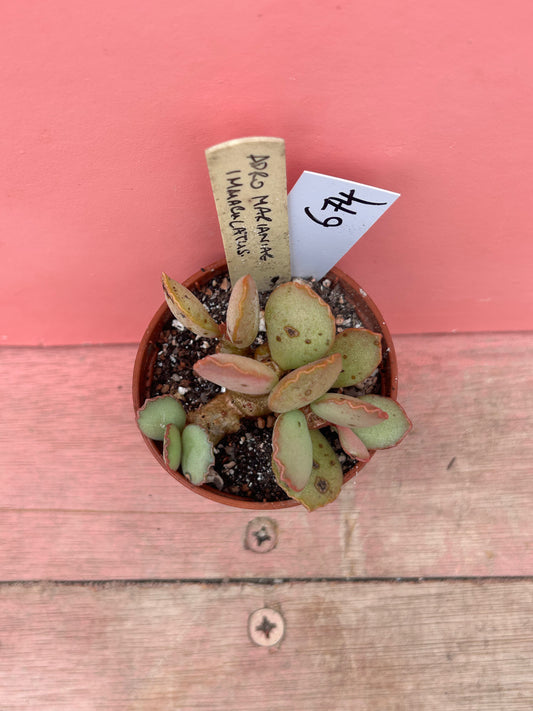 Adromischus marianiae immaculatus (674)