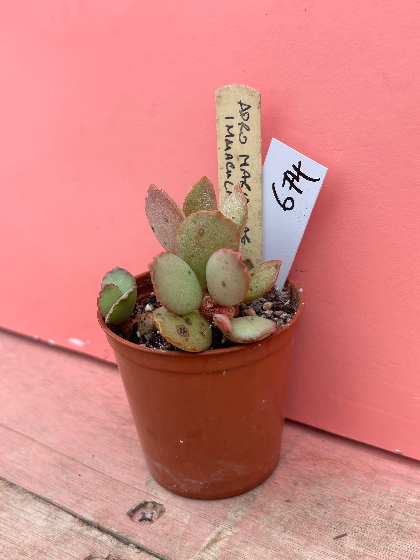 Adromischus marianiae immaculatus (674)