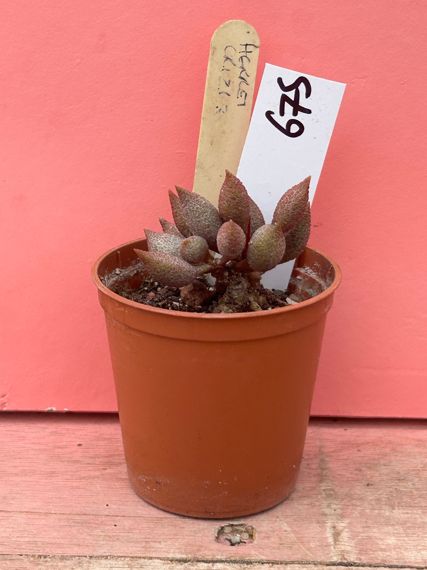 Adromischus herrei (675)