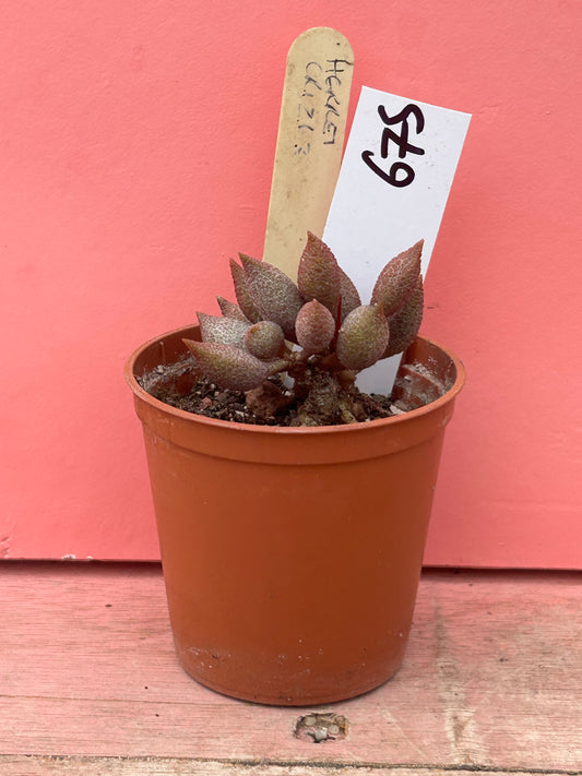 Adromischus herrei (675)