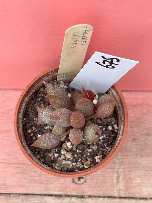 Adromischus herrei (675)