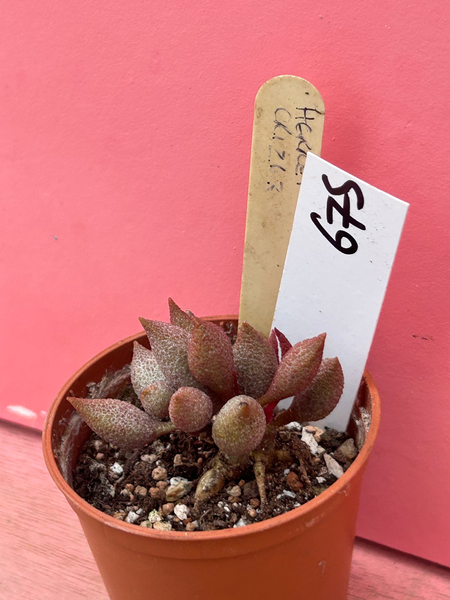 Adromischus herrei (675)