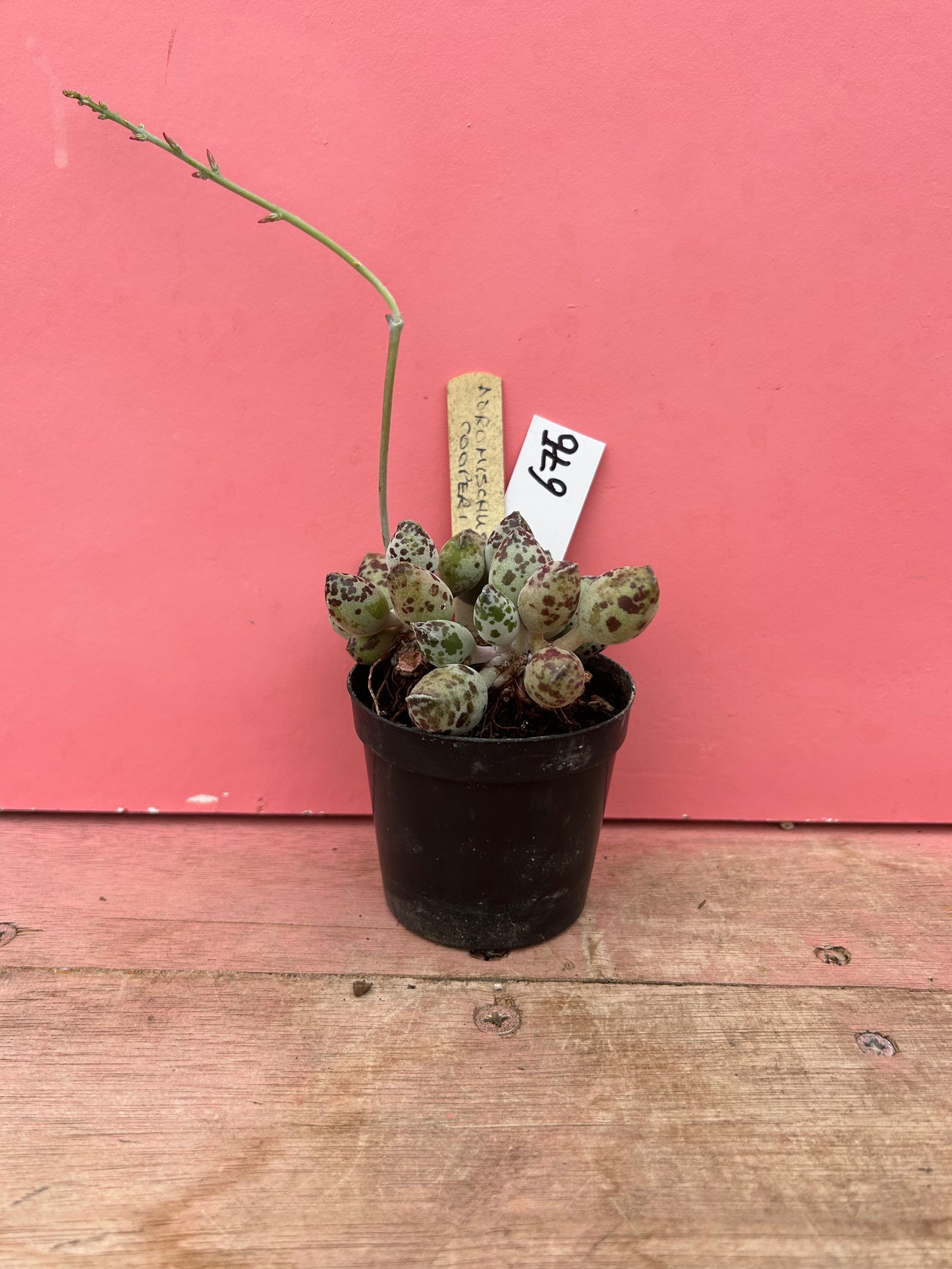 Adromischus cooperi (676)