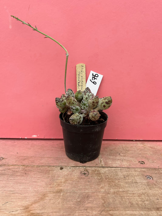 Adromischus cooperi (676)