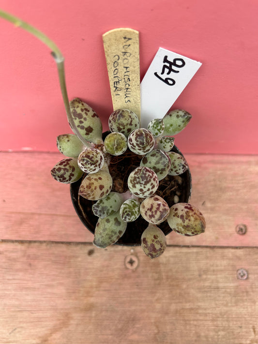 Adromischus cooperi (676)
