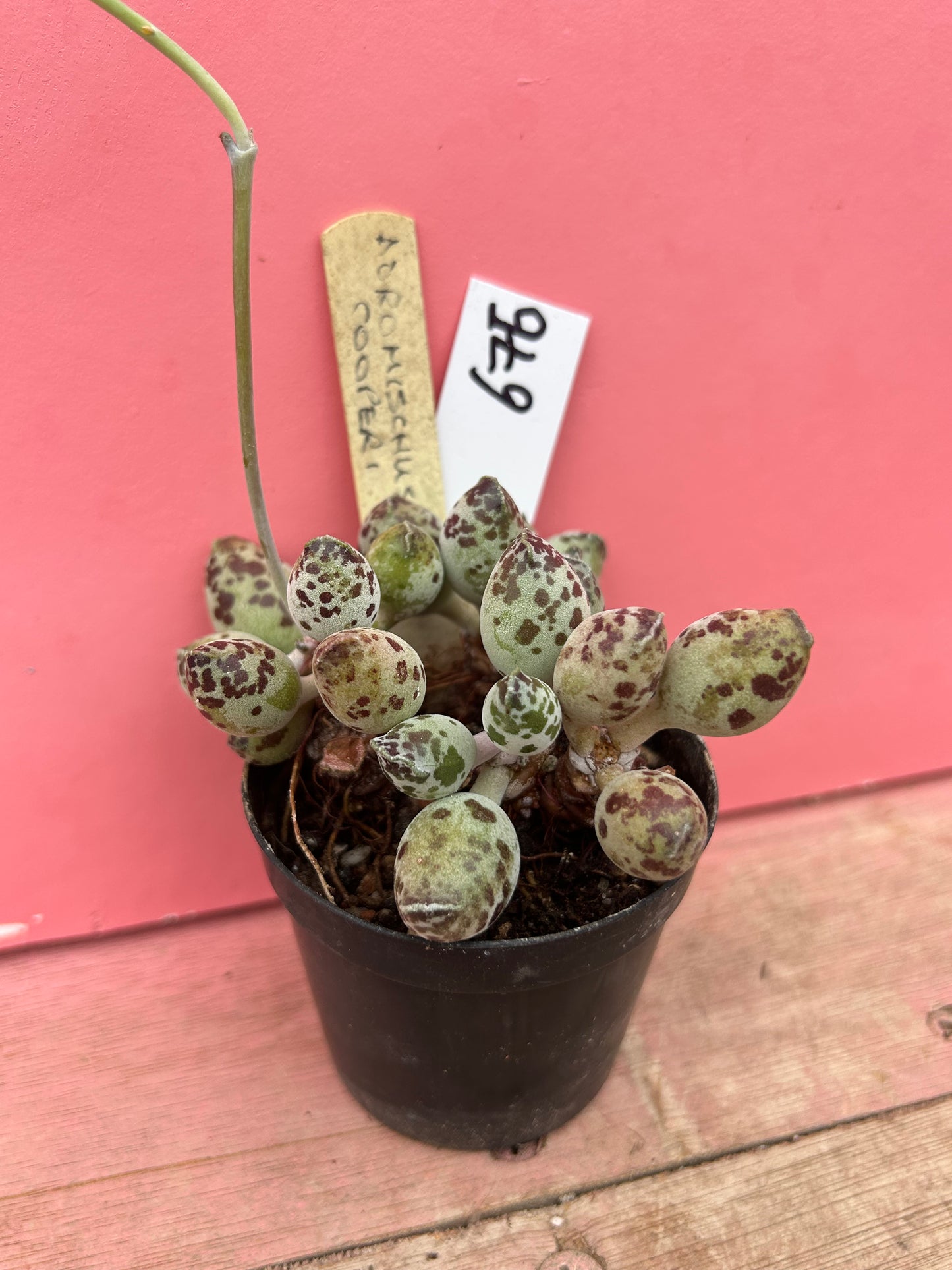 Adromischus cooperi (676)