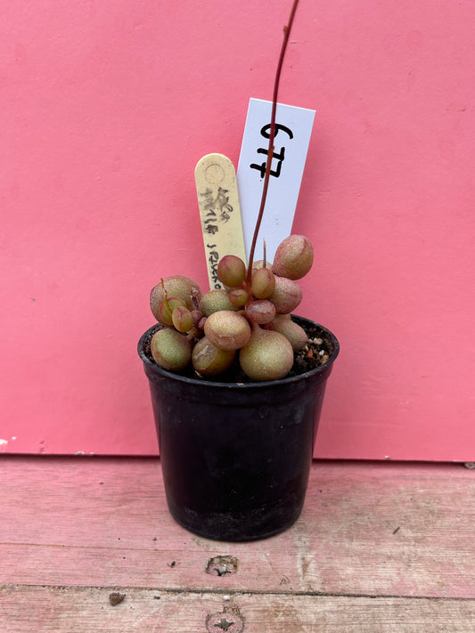 Adromischus marianae 'Little Spheroid' (677)