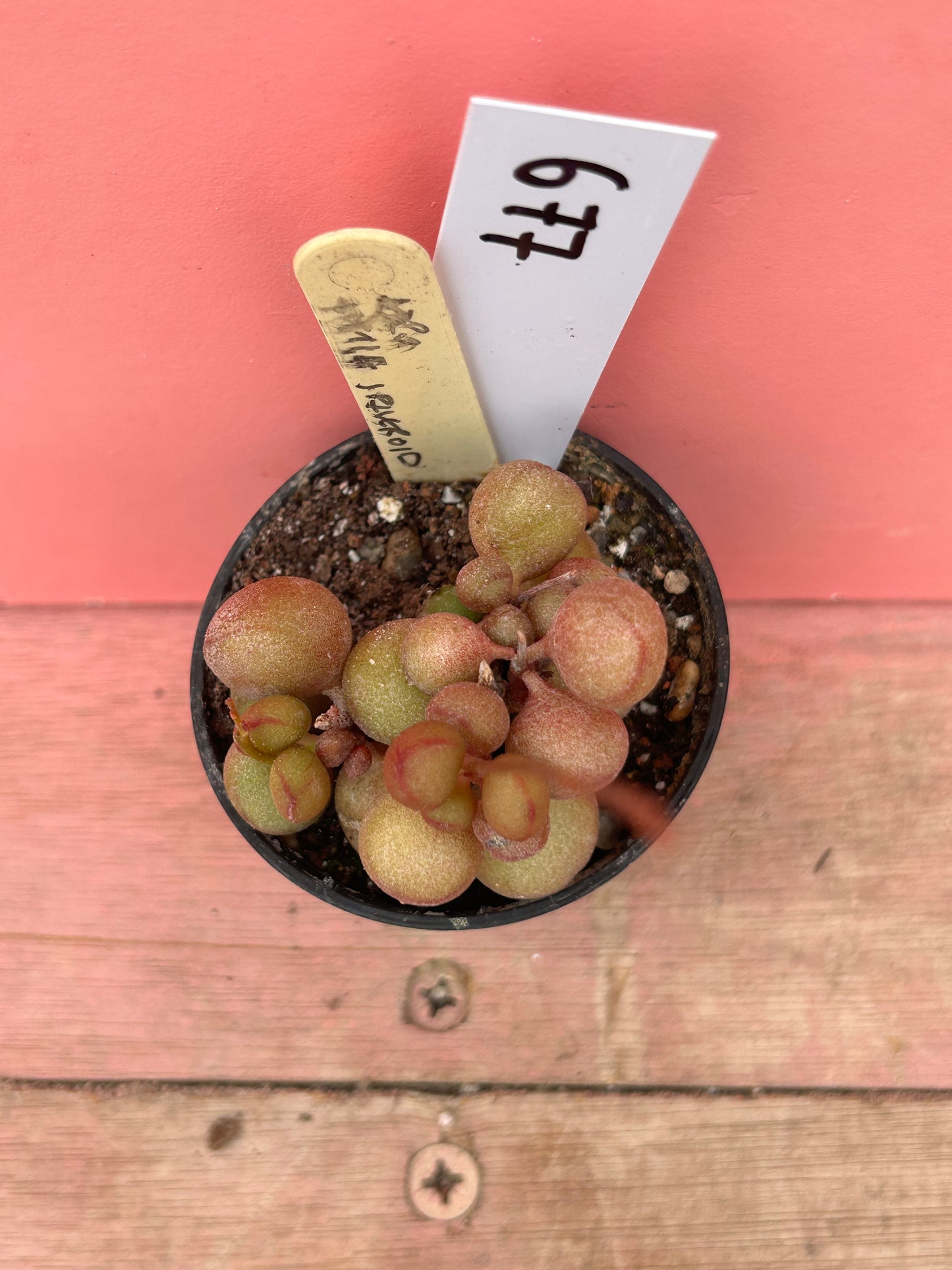 Adromischus marianae 'Little Spheroid' (677)