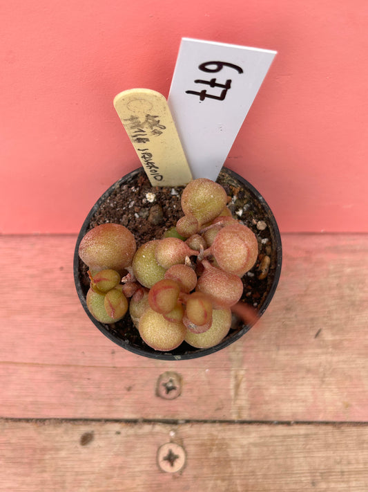 Adromischus marianae 'Little Spheroid' (677)