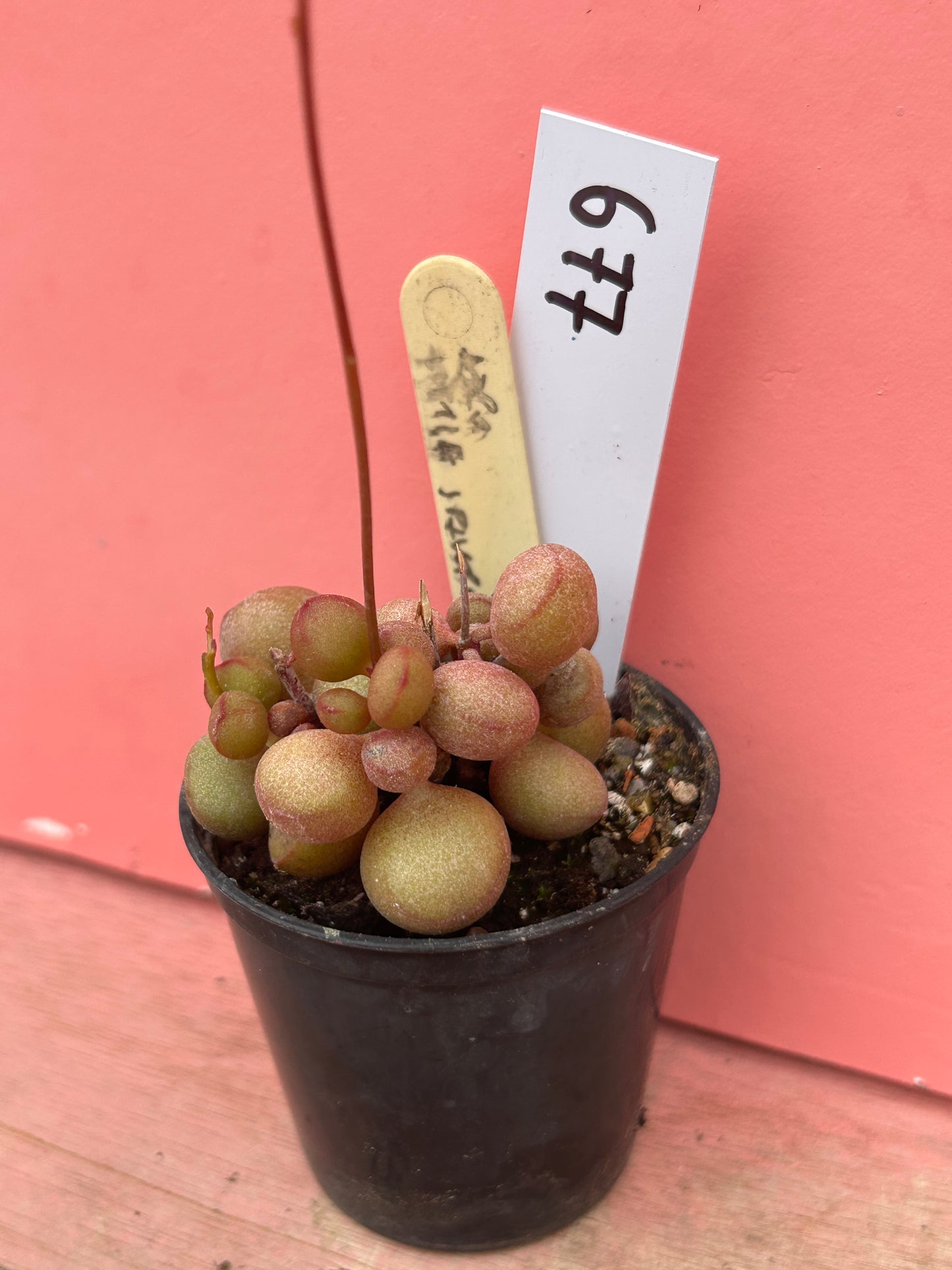 Adromischus marianae 'Little Spheroid' (677)
