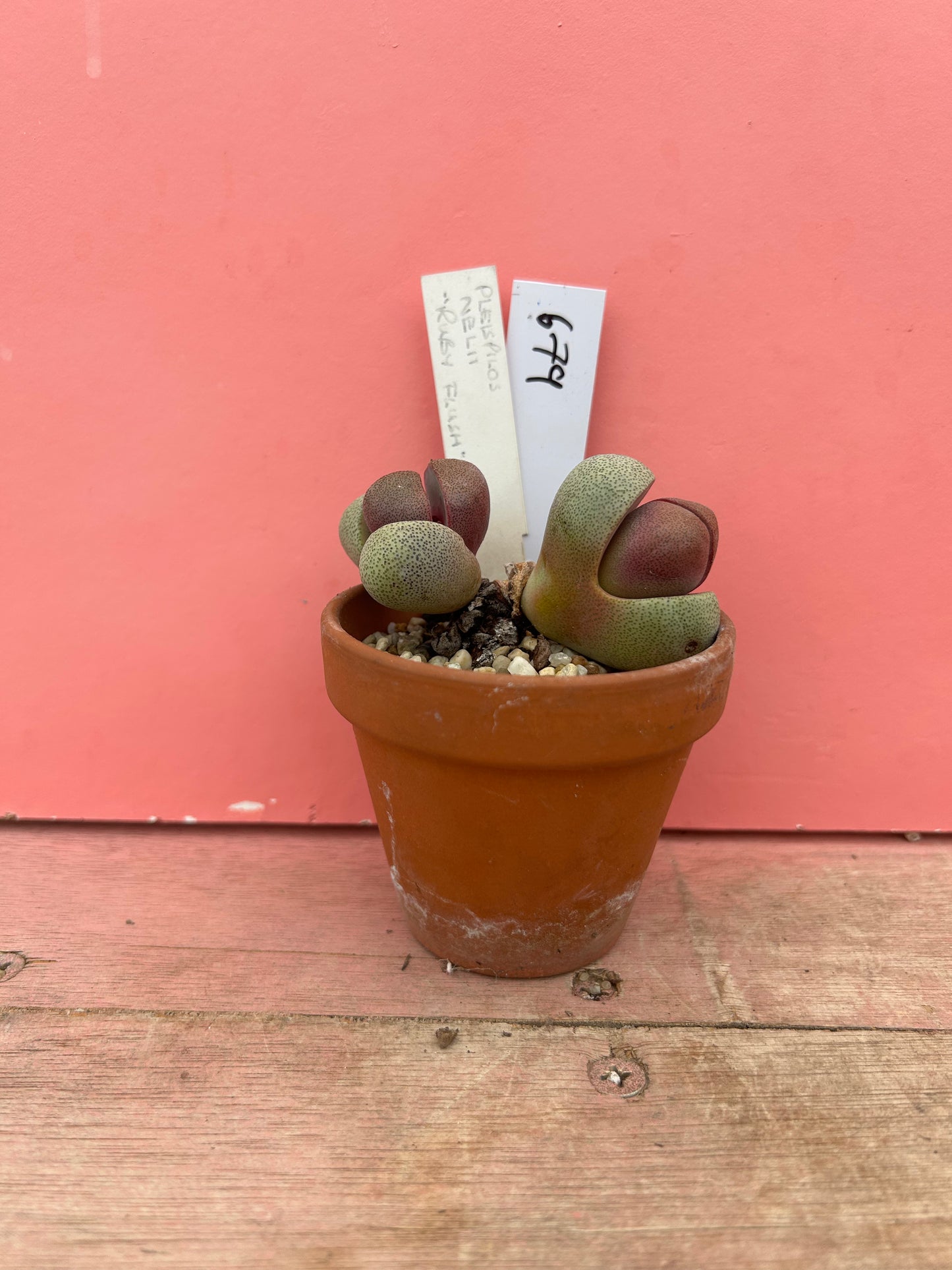 Pleispilos nelii 'Ruby Flush' (679)