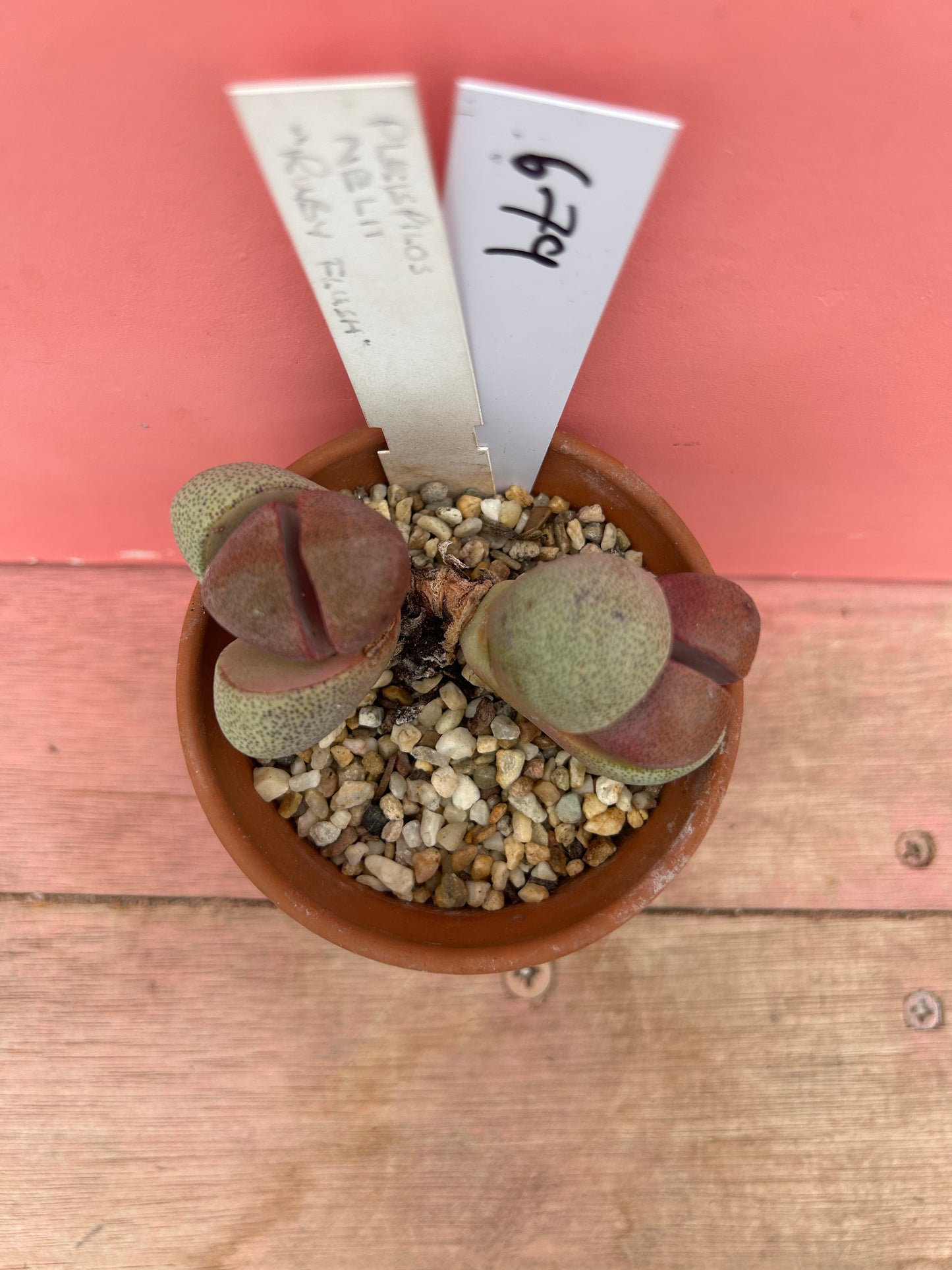 Pleispilos nelii 'Ruby Flush' (679)