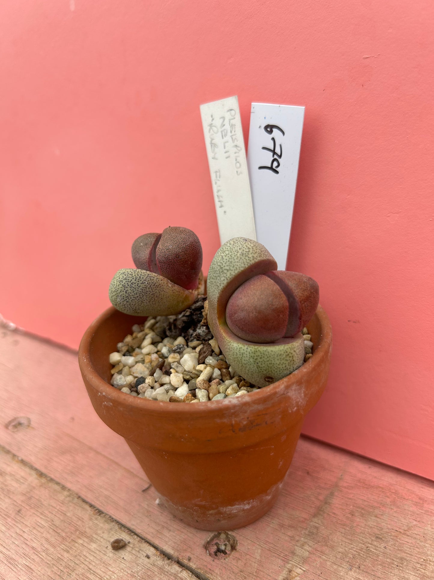Pleispilos nelii 'Ruby Flush' (679)
