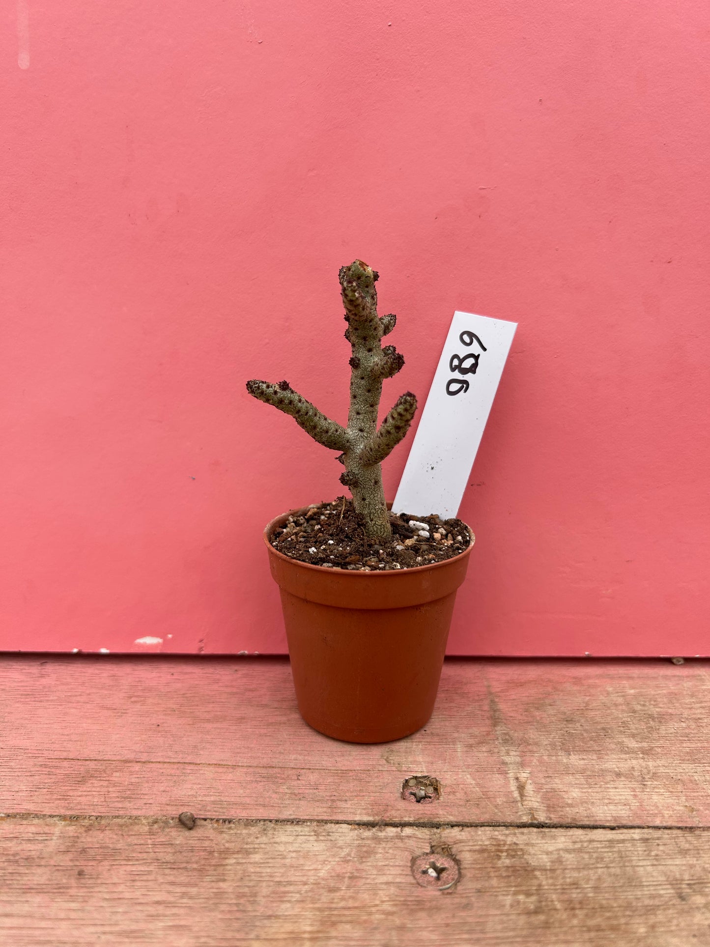 Tylecodon bucholzianus (680)