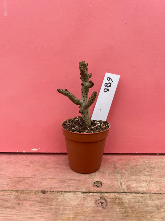 Tylecodon bucholzianus (680)