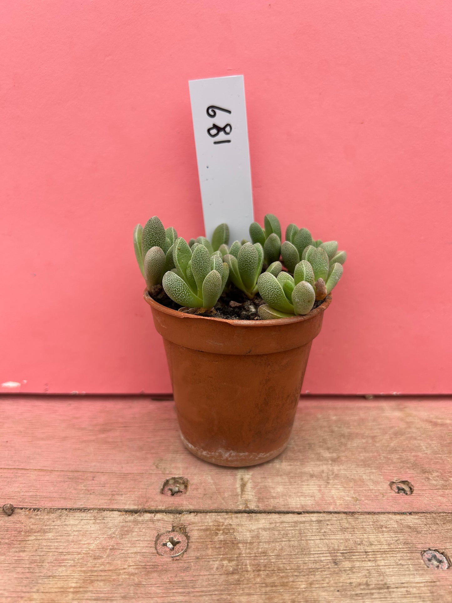 Pleiospilos species (681)