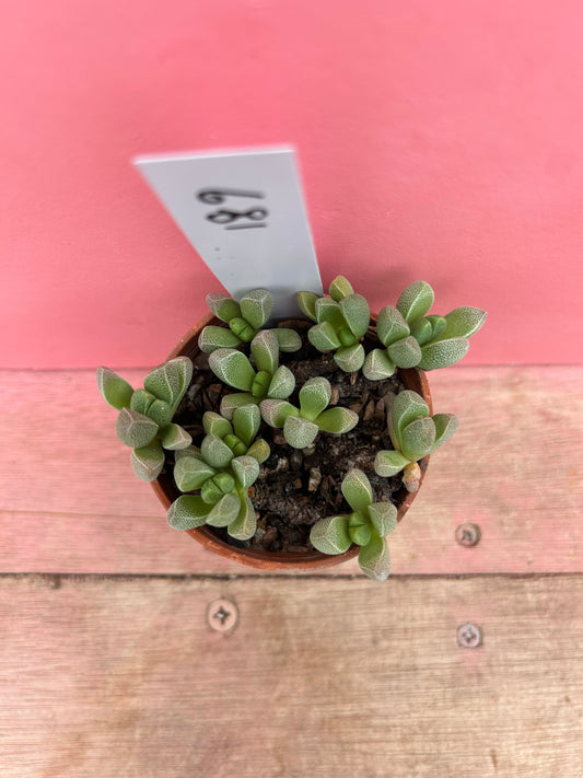 Pleiospilos species (681)