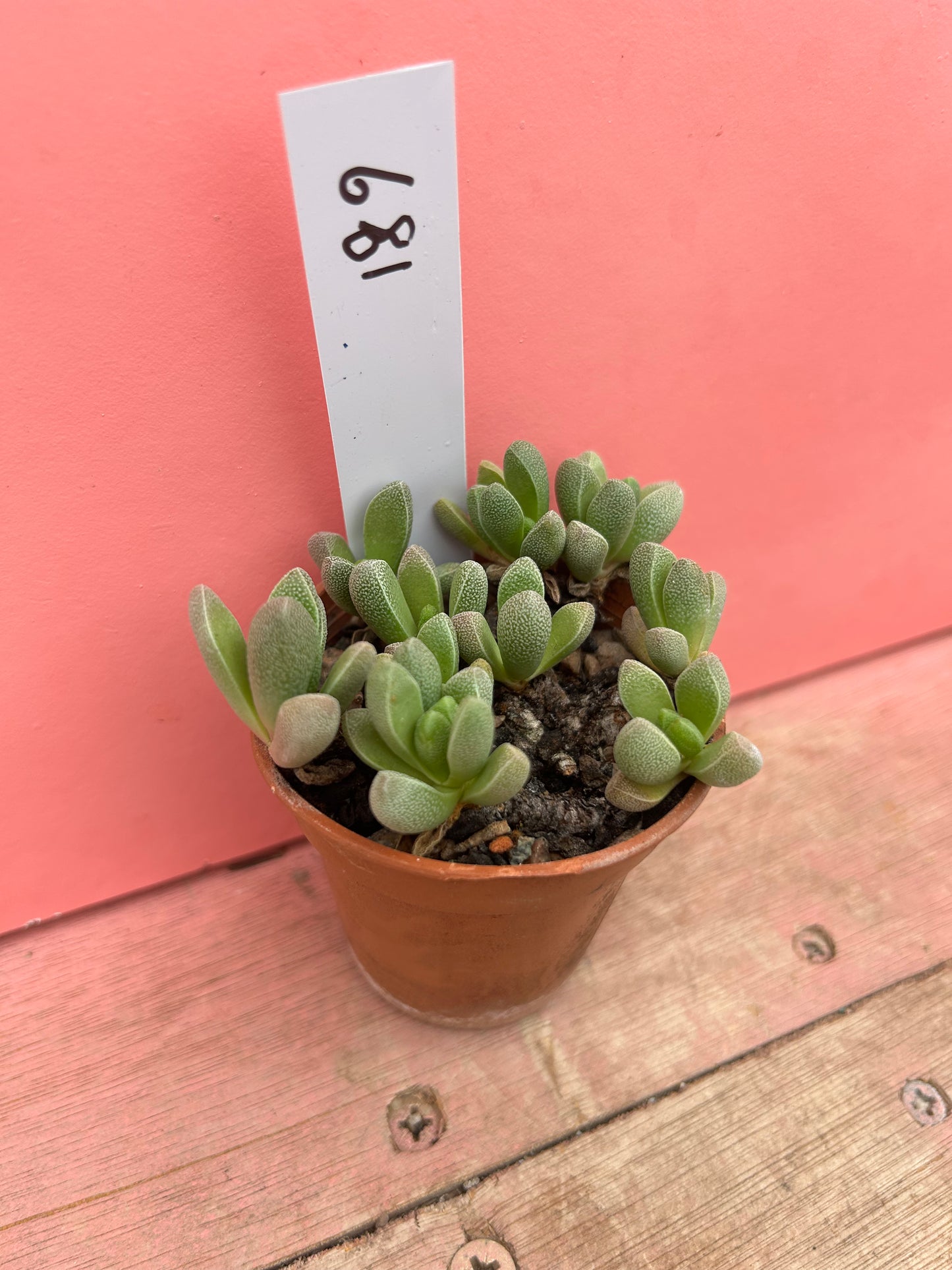 Pleiospilos species (681)