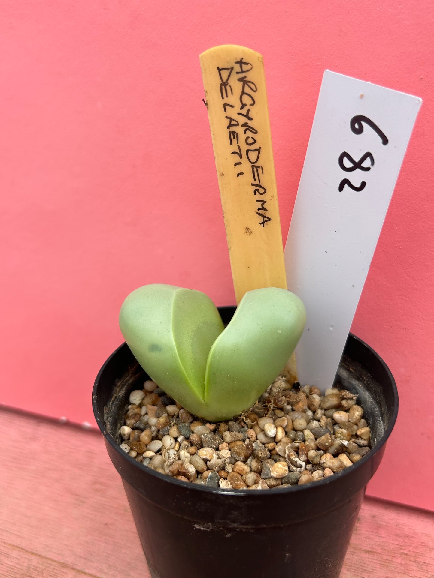 Argyroderma delaetii (682)