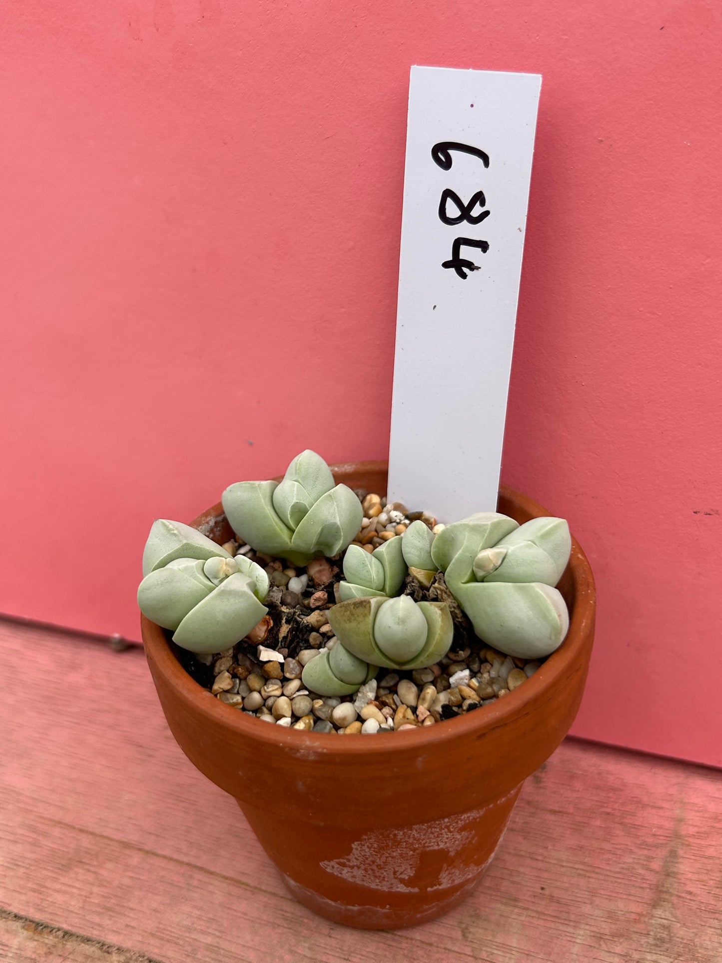 Argyroderma delaetii (684)