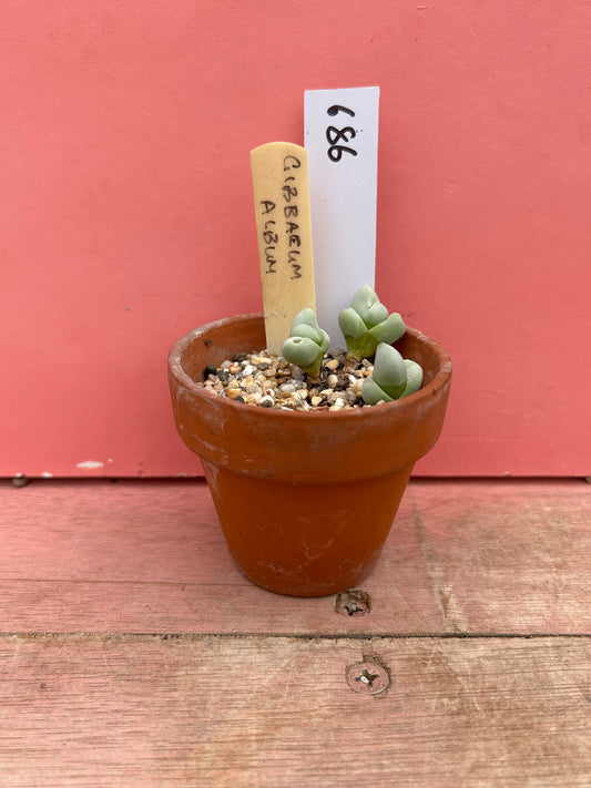 Gibbaeum album (686)