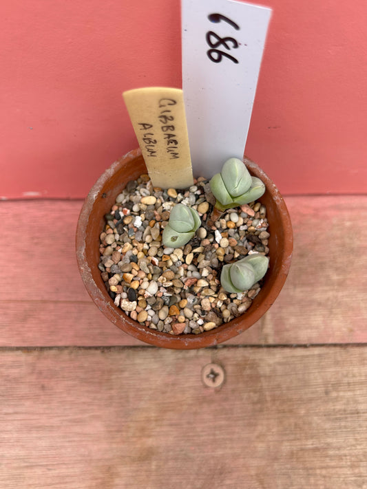 Gibbaeum album (686)