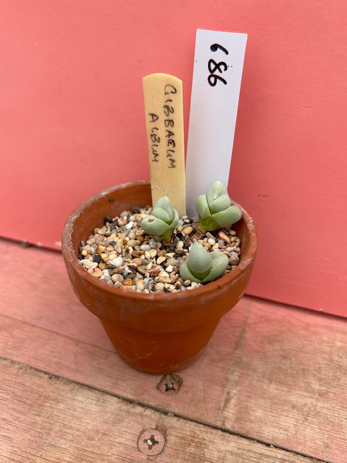 Gibbaeum album (686)