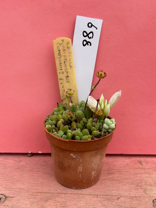 Crassula namaquensis comptonii (plus stragglers!) (688)