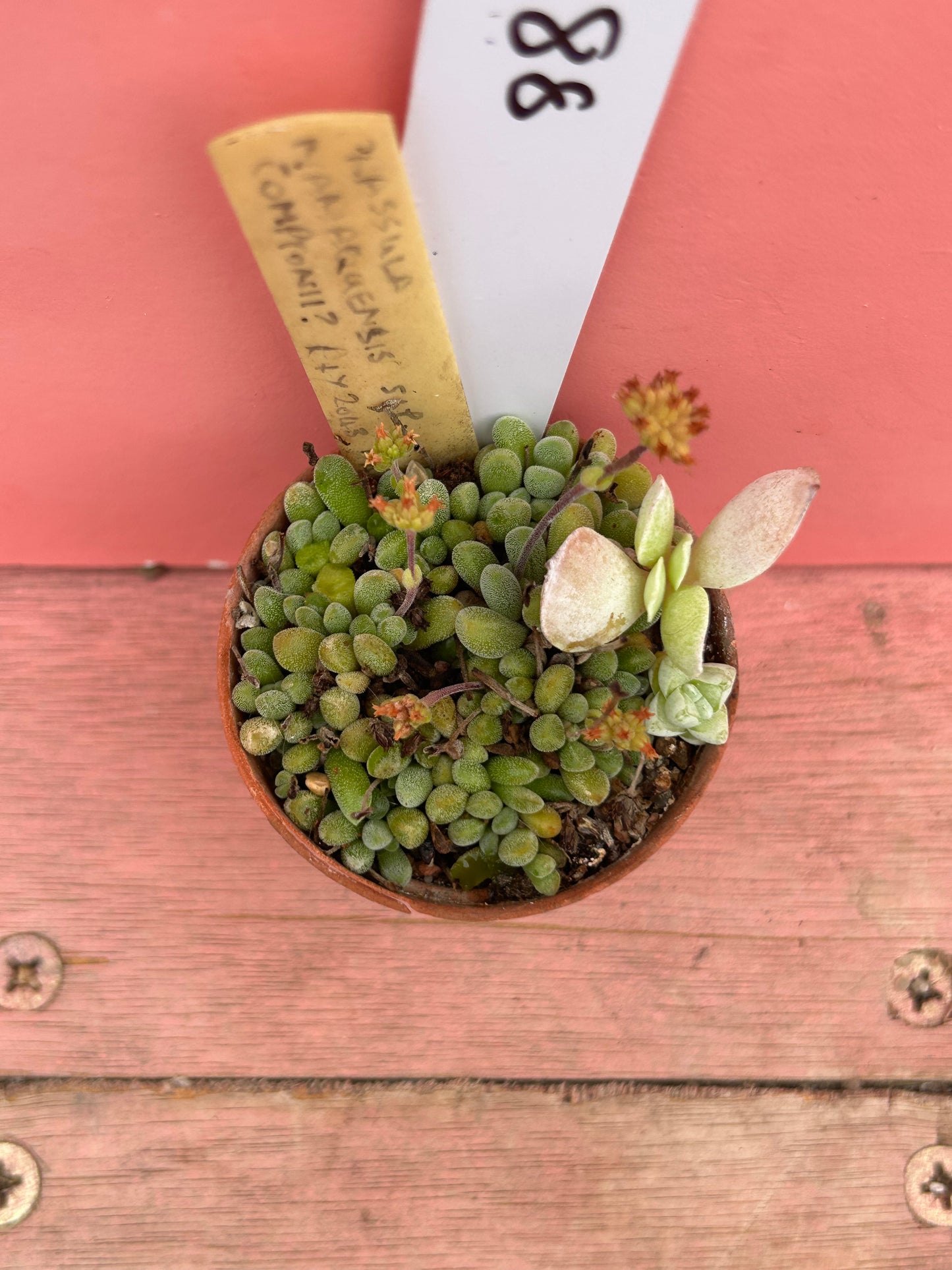Crassula namaquensis comptonii (plus stragglers!) (688)