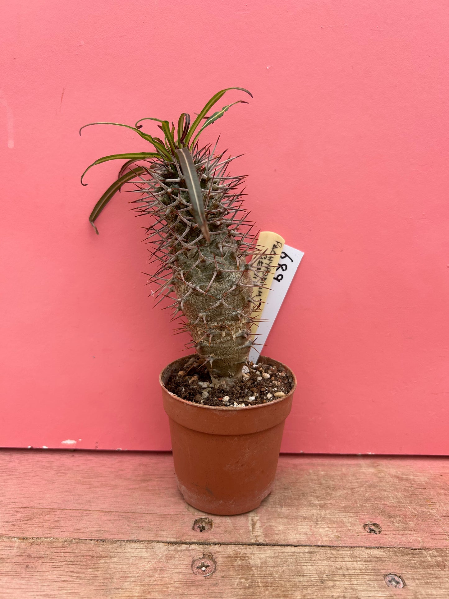 Pachypodium geayi (689)