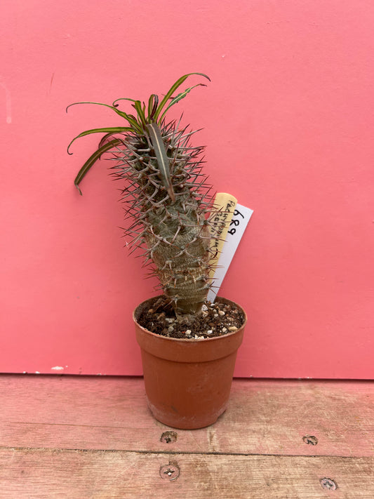 Pachypodium geayi (689)