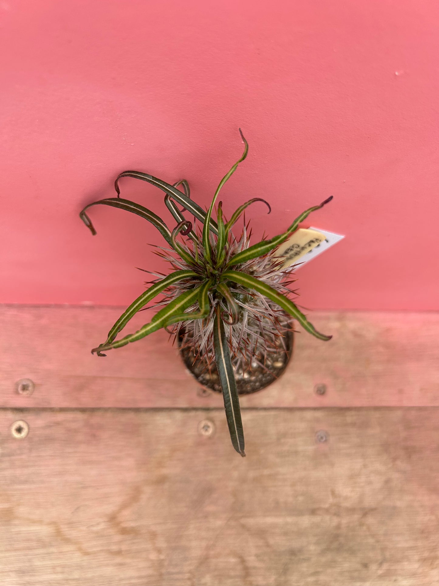 Pachypodium geayi (689)