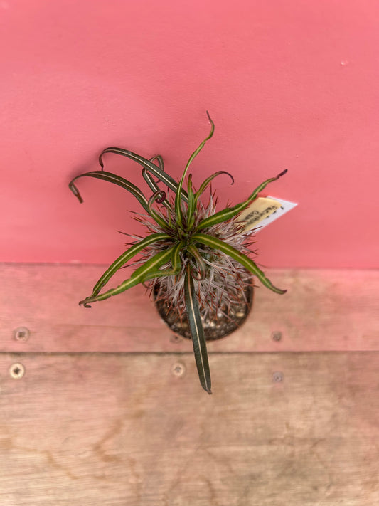 Pachypodium geayi (689)