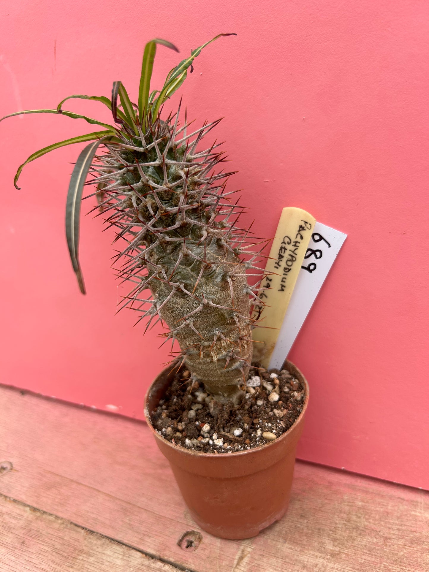 Pachypodium geayi (689)
