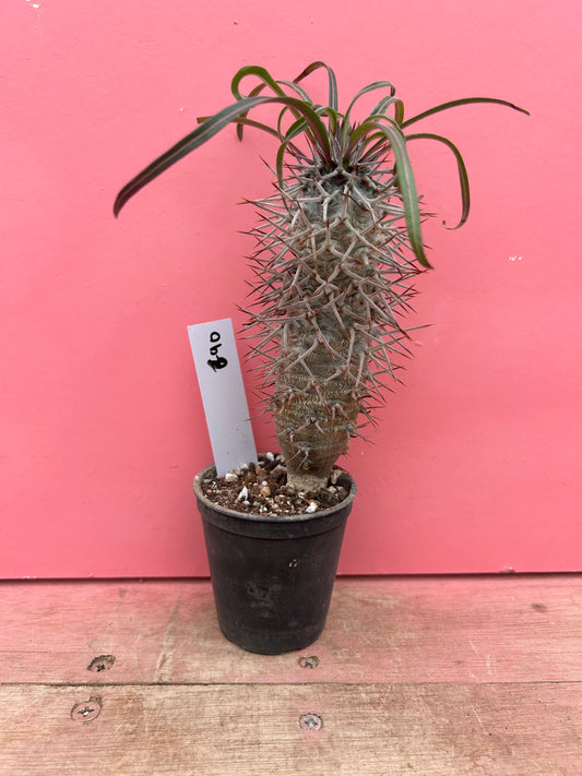 Pachypodium geayi (690)