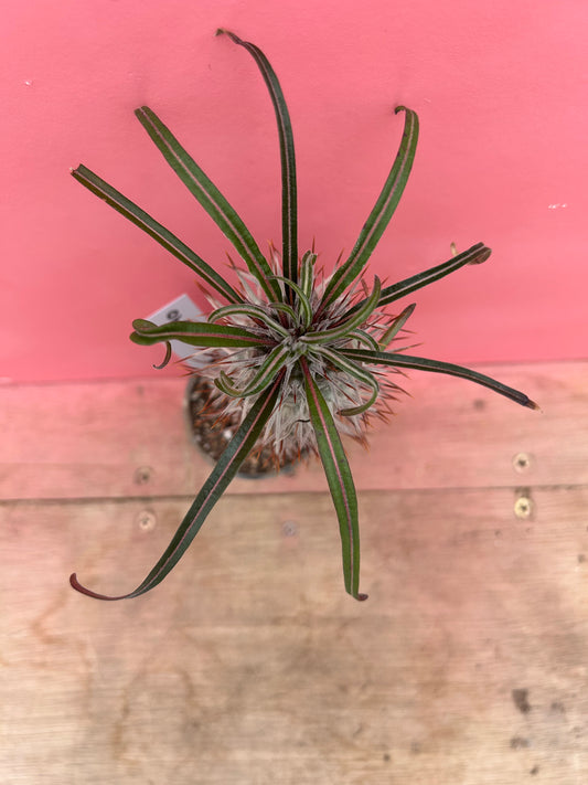 Pachypodium geayi (690)