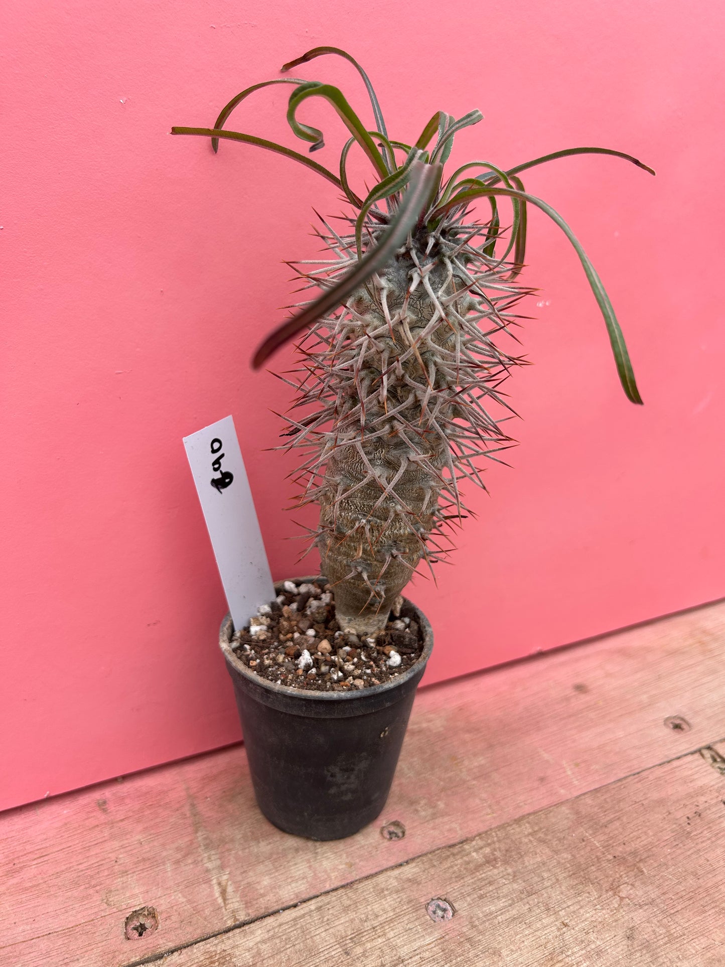 Pachypodium geayi (690)
