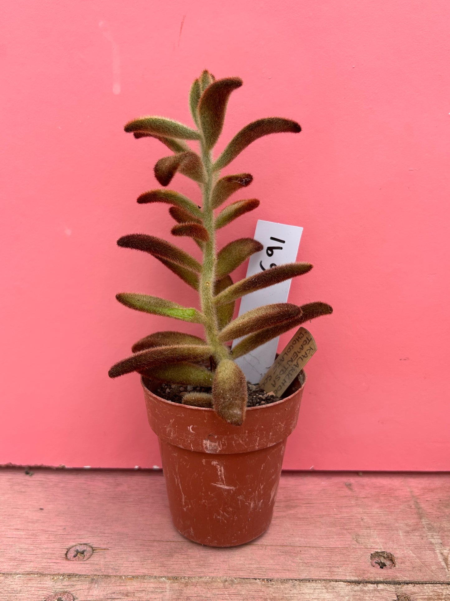 Kalanchoe tomentosa 'Chocolate Soldier' (691)